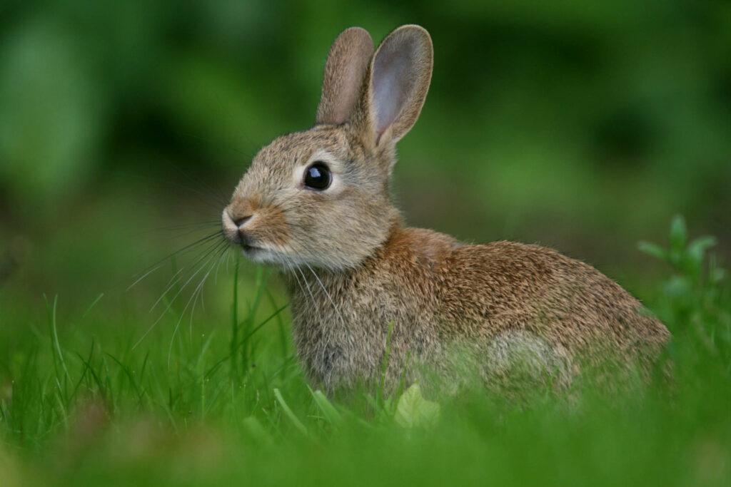 Brown Rabbit Wallpaper: Alert in Lush Green Grass Background
