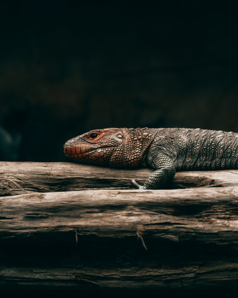 Brown Reptile Wallpaper: Lizard on Branch with Striking Scales