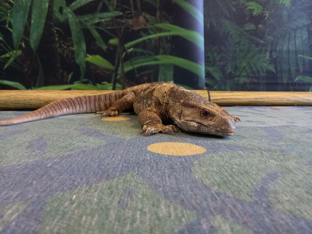 Brown Savannah Monitor Lizard on Carpet with Lush Green Background Wallpaper