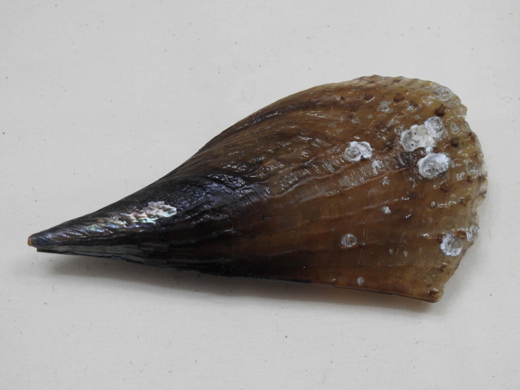 Close-up of brown seashell with white barnacles showing natural textures on plain background Wallpaper