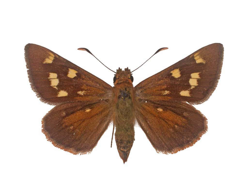 Intricate Brown Skipper Butterfly Wallpaper - Detailed Patterns & Tones