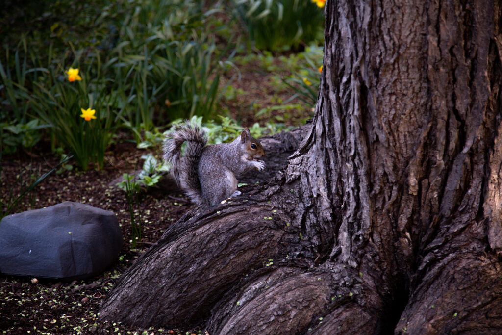 Brown Squirrel on Tree Trunk Amidst Greenery & Yellow Flowers Wallpaper