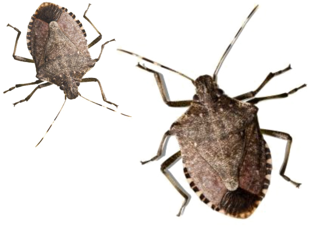 Brown Stink Bugs Wallpaper: Intricate Shield Shapes on Transparent Background