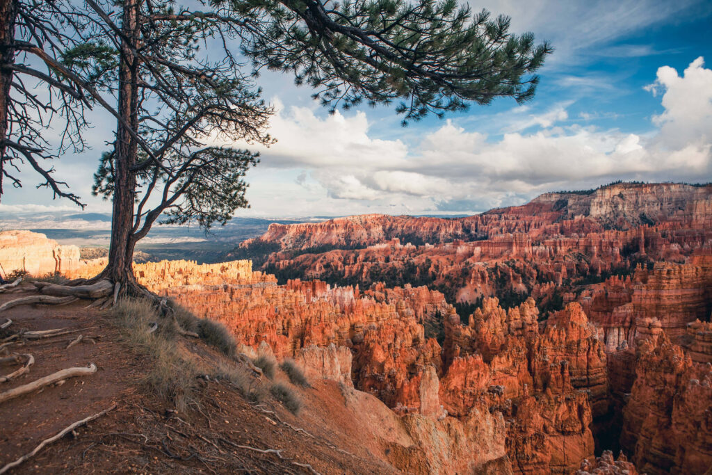 Panoramic view of Bryce Canyon hoodoos framed by pine tree under blue sky with clouds wallpaper