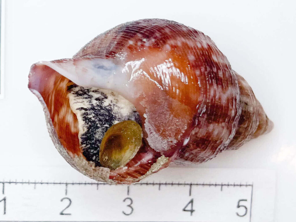 Close-up of Buccinidae sea snail with glossy red brown spiral shell and scale ruler on white background Wallpaper