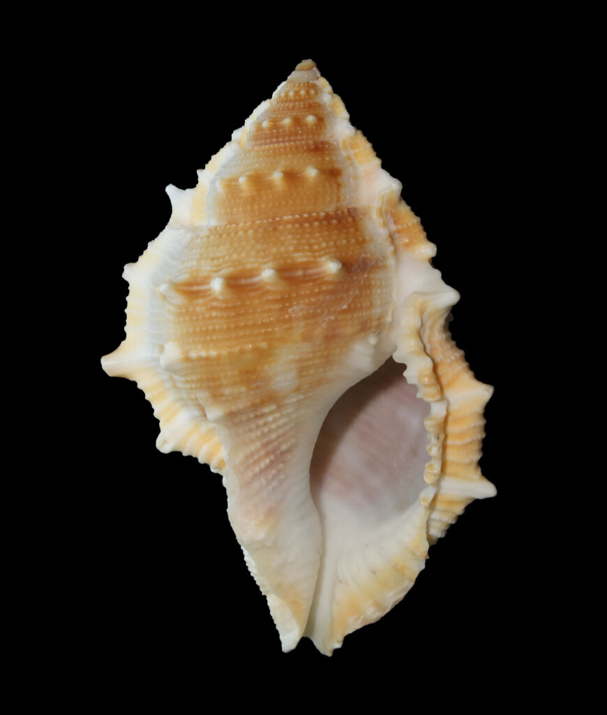Close-up of Buccinidae whelk shell with creamy orange white spiral ridges on black background wallpaper