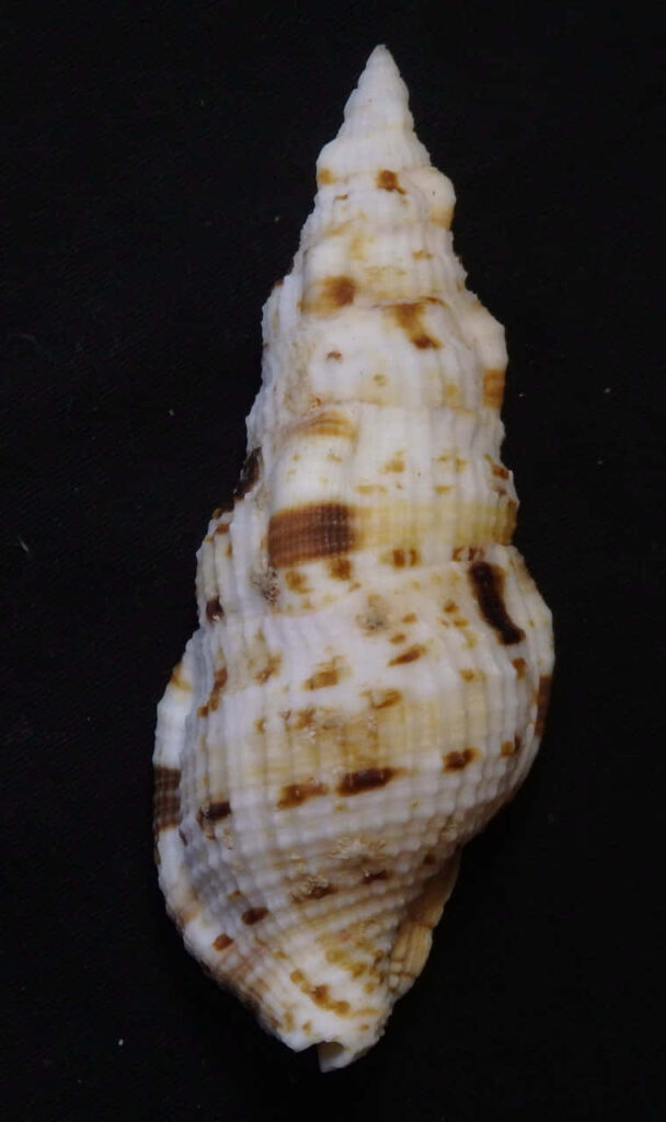 Buccinidae whelk shell wallpaper with detailed textures in brown cream tones on black background