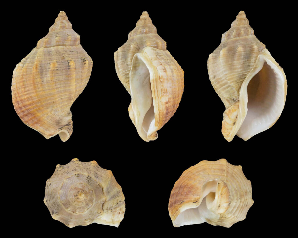 Buccinidae whelk shells collection with spiral patterns and ribbed textures on black background Wallpaper