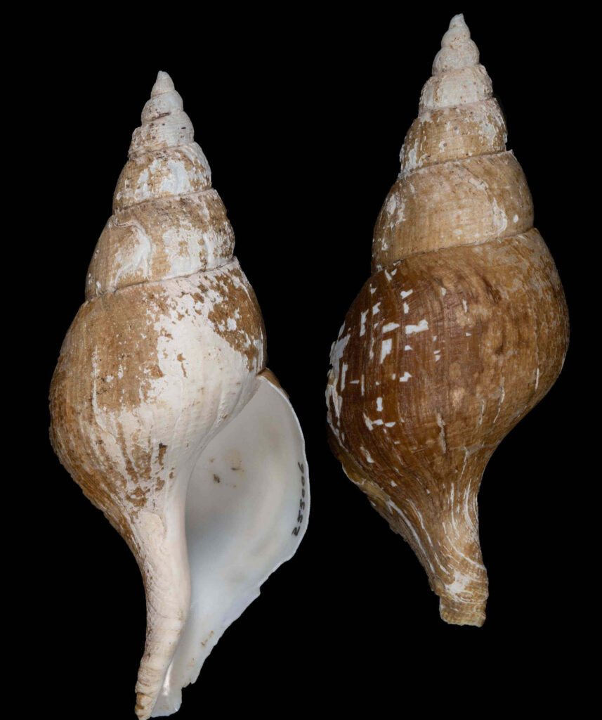 Buccinidae whelk shells detailed spiral textures brown white marine seashell on black background Wallpaper