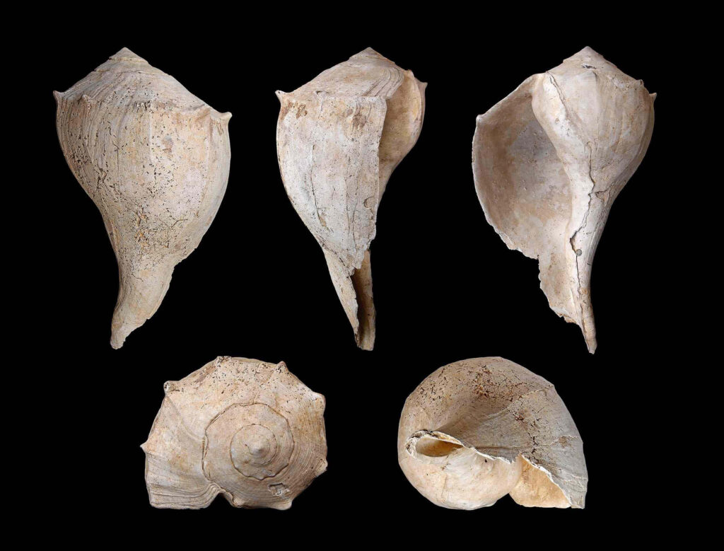 High-resolution Buccinidae whelk shells with spiral texture on black background wallpaper