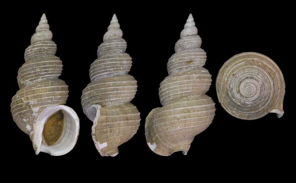 High-resolution spiral Buccinidae whelk shells with detailed ridges on black nature wallpaper background