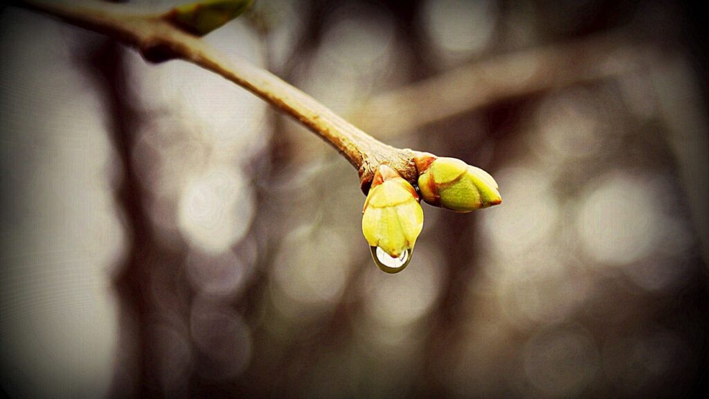 Delicate Spring Branch with Budding Leaves & Water Droplet Wallpaper