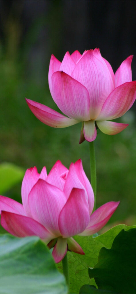 Budding Pink Lotus Flowers on Lush Green Background - Serene Wallpaper