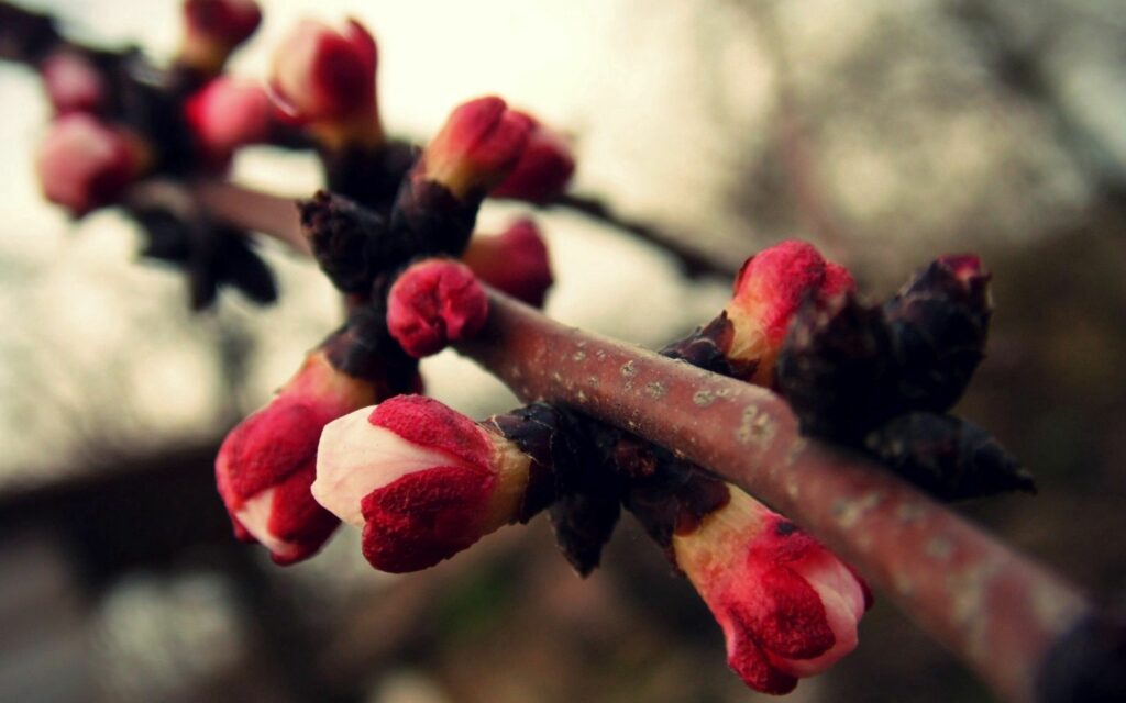 Close-Up of Budding Red & White Blossoms - Nature Wallpaper