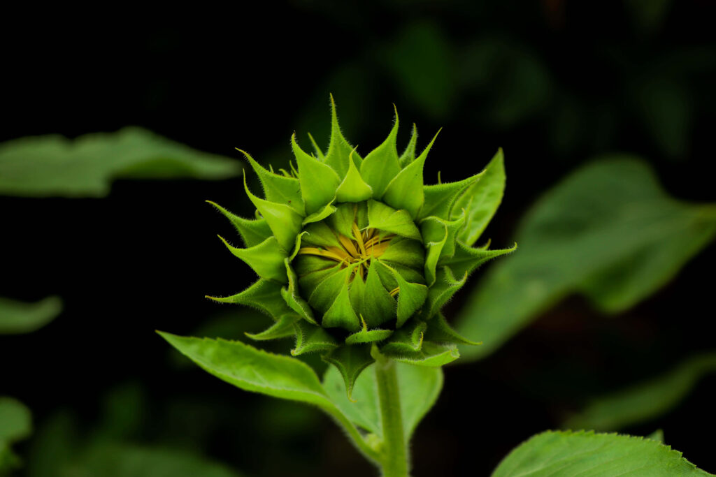Budding Sunflower Wallpaper: Vibrant Green with Yellow Accent Background