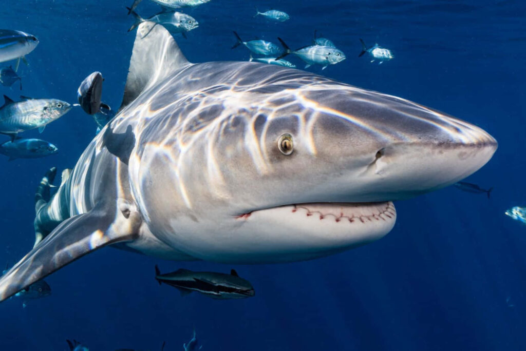 Close-up bull shark swimming in clear blue ocean with sunlight patterns and fish background Wallpaper