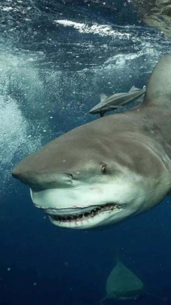 Close up of bull shark swimming with remora fish in vivid deep blue ocean waters wallpaper background