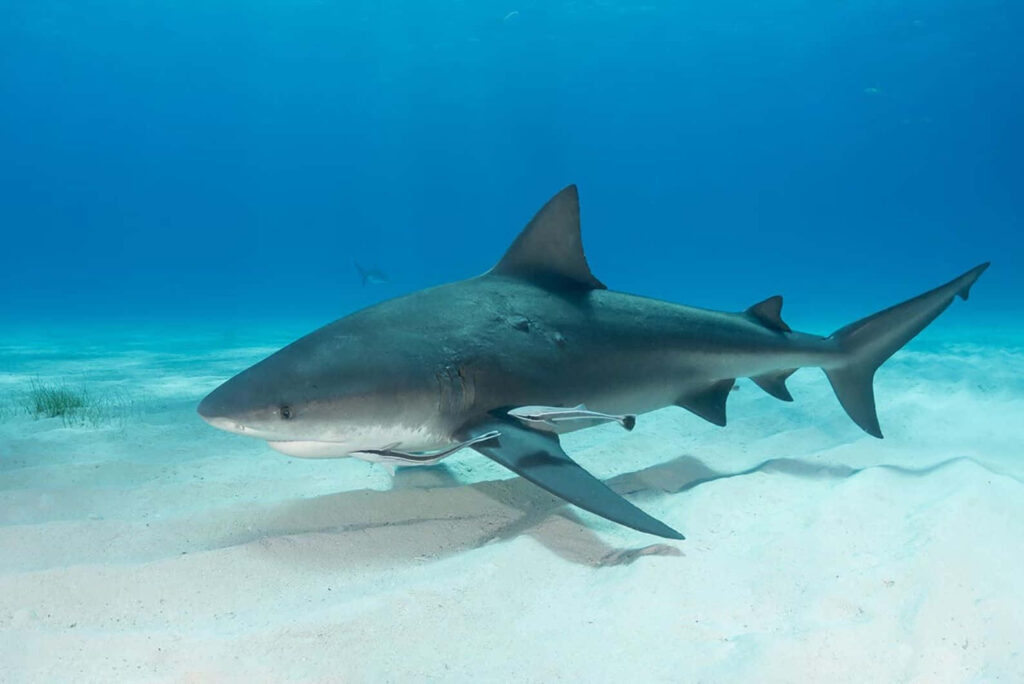 Bull shark swimming over sandy seabed in clear blue water showcasing its strong streamlined body Wallpaper