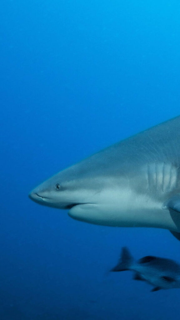 Bull shark swimming underwater in deep blue ocean with detailed powerful body profile wallpaper
