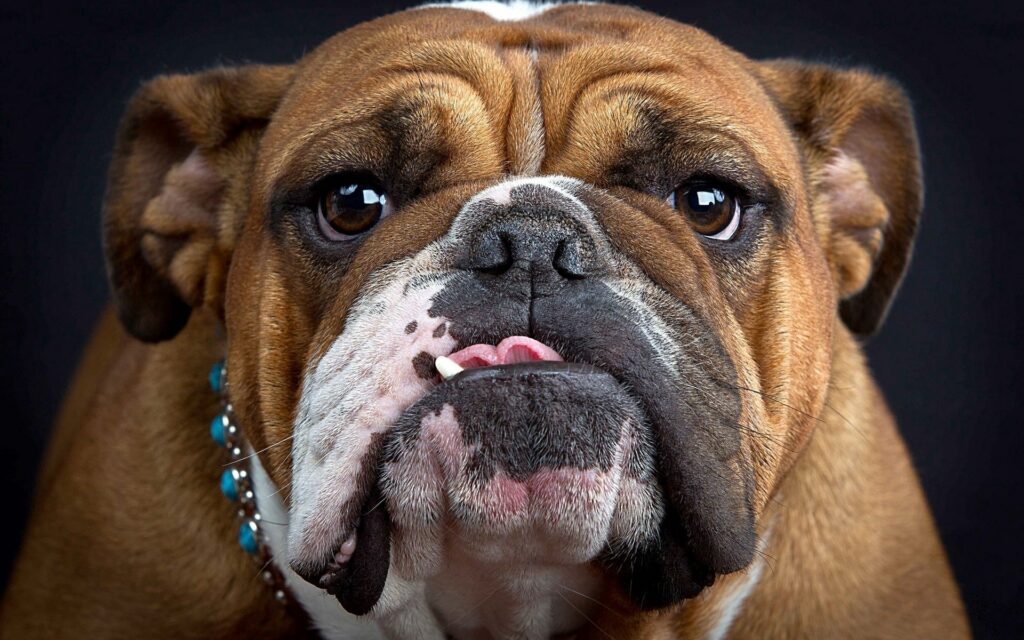 Close-Up Bulldog Wallpaper: Thick Muzzle & Expressive Eyes