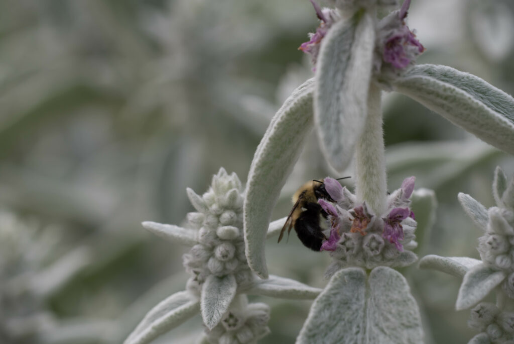 Macro Bumblebee on Flower - Nature Wallpaper Background