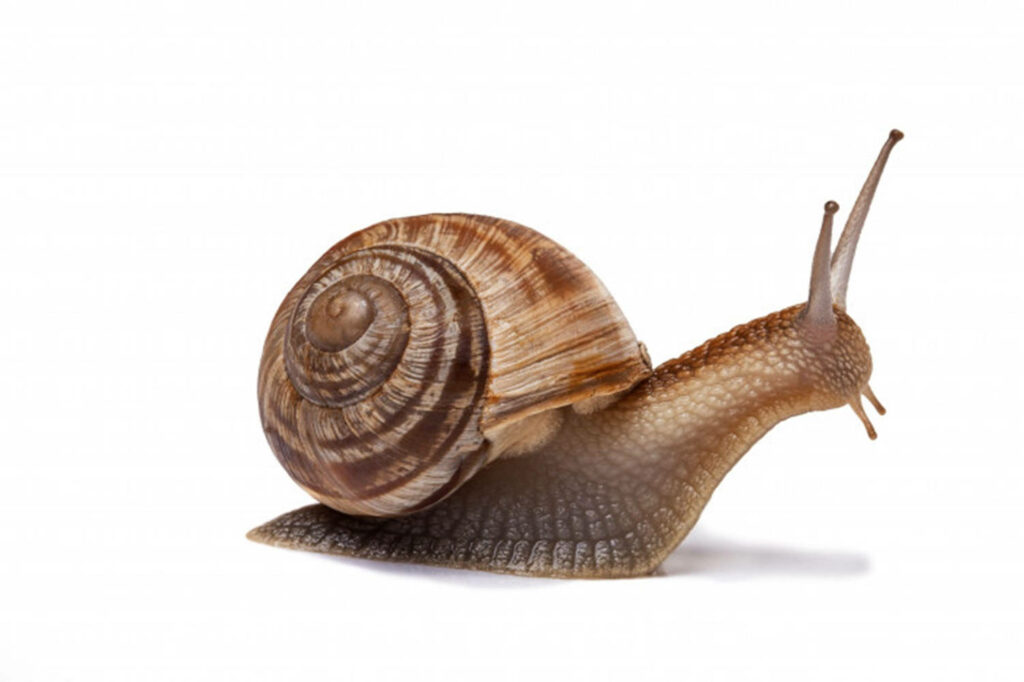 Burgundy Snail Wallpaper: Rich Brown Spiral on White Background