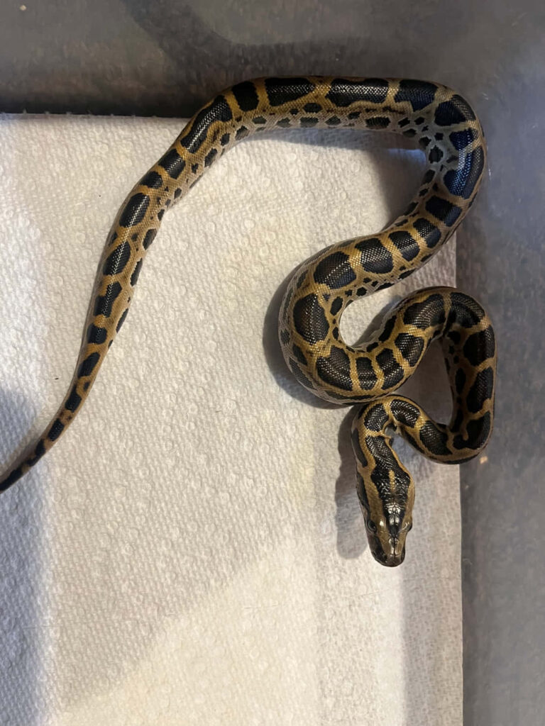 Burmese Python curled on white textured surface showcasing dark light patterned scales wallpaper