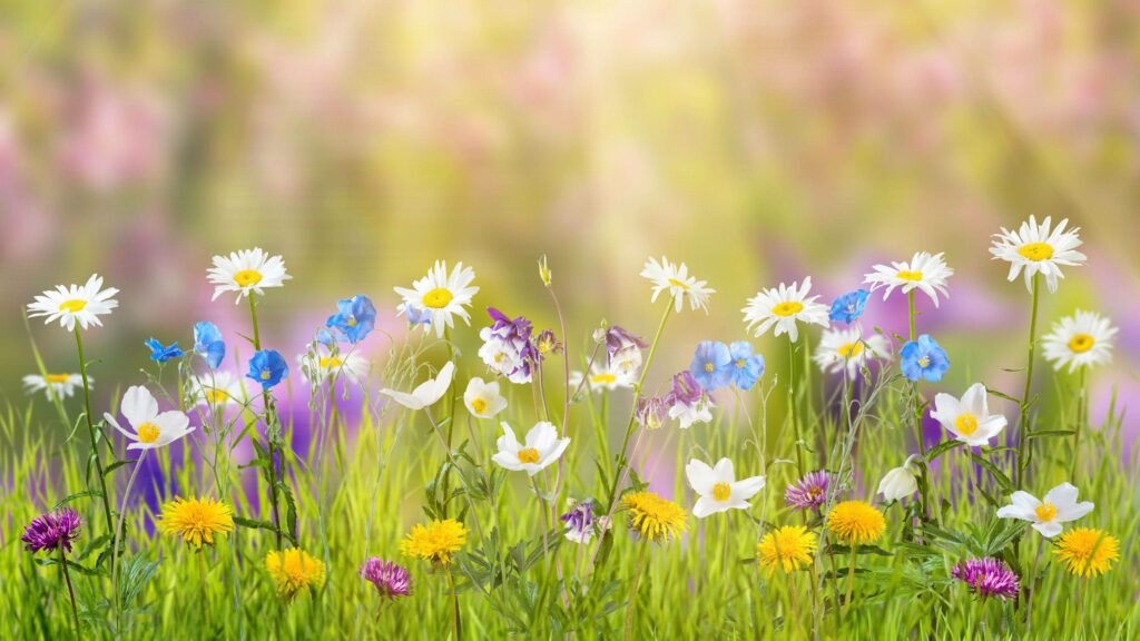 A Vibrant Kaleidoscope of Colour: Captivating Flower Field in 4k Wallpaper
