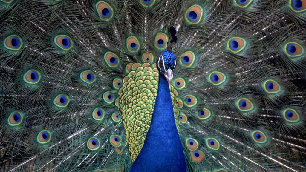 Vivid Plumage: A Multihued Peacock in a Captivating Display - Striking HD Wallpaper featuring Nature's Colorful Feathered Emissary