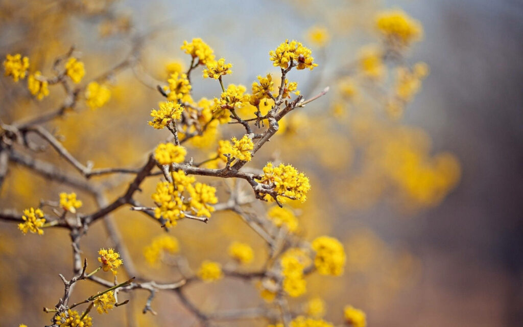 Vivid Yellow Blossoms: Captivating Computer Wallpaper for an Aesthetically Pleasing Background