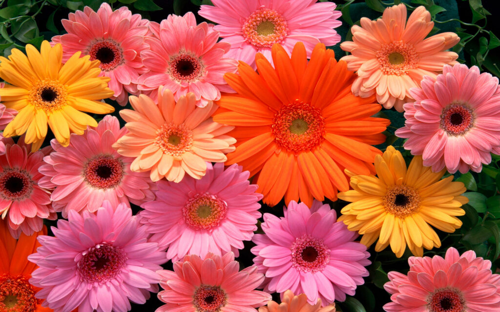 Bursting with Vibrant Hues: Gerbera Flowers Showered in Pink, Orange, and Yellow against a Leafy Orange and Yellow Backdrop Wallpaper