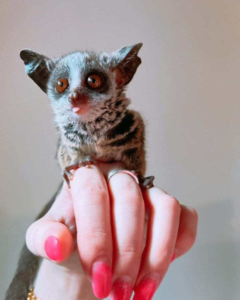Close-up of a Bush Baby Galago with large eyes perched on a hand against soft background wallpaper