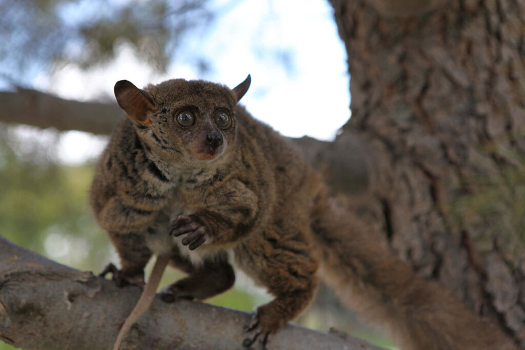 Bush Baby Galago on tree branch with large eyes soft fur natural earthy tones wallpaper background