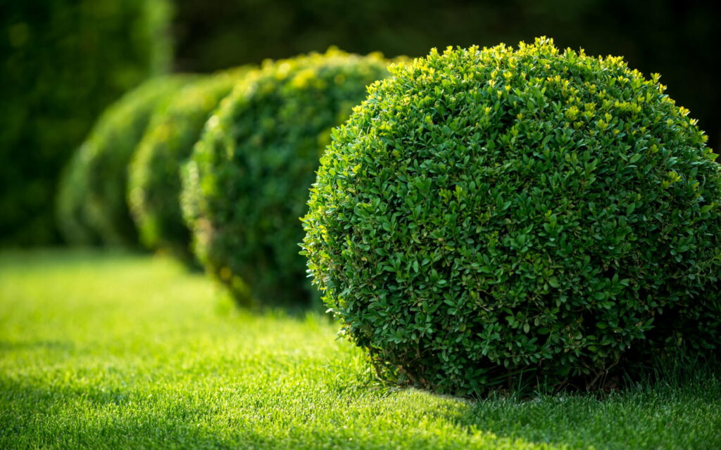 Bushy Bliss: An Enchanting Close-Up of Lush Garden Greenery in Mesmerizing HD Wallpaper