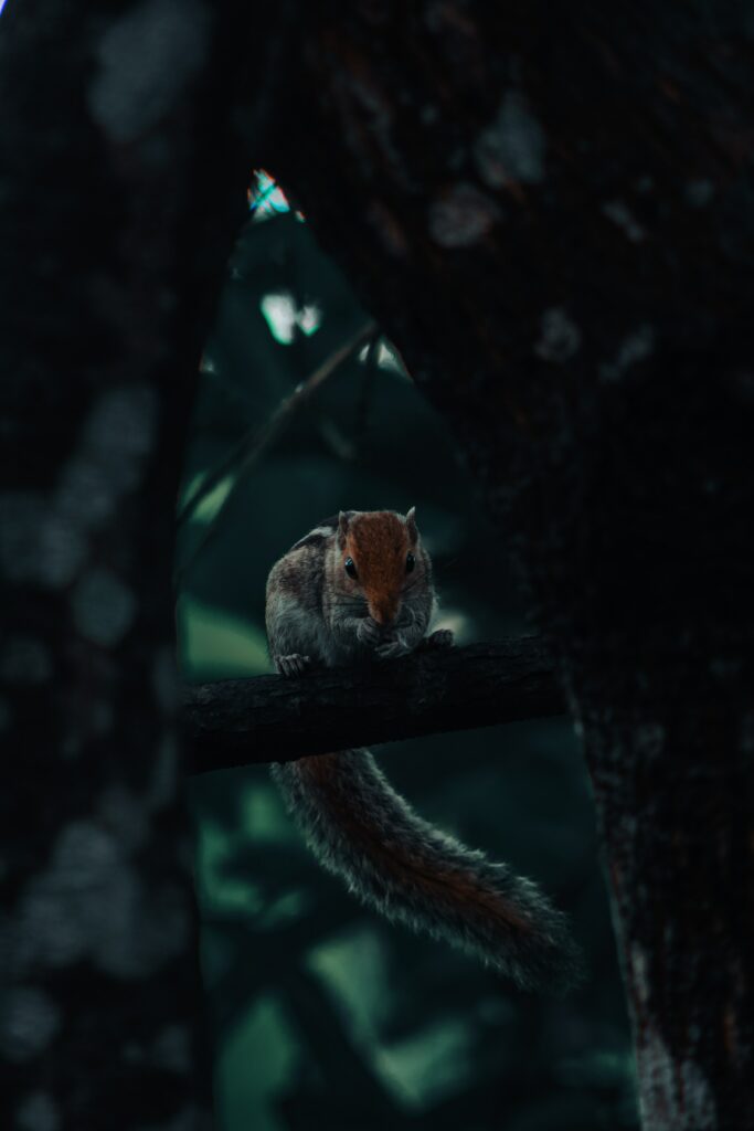 Bushy-Tailed Squirrel Perched in Dimly Lit Forest Habitat Wallpaper
