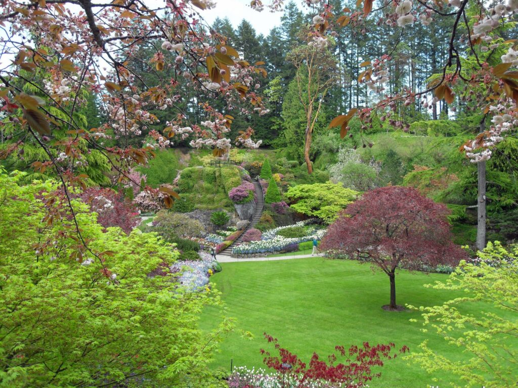 Butchart Gardens Victoria Canada vibrant spring blossoms manicured lawns colorful shrubs wallpaper
