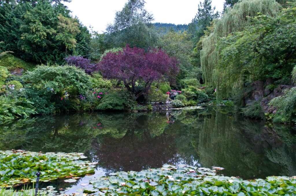 Butchart Gardens Victoria Canada tranquil pond lily pads lush green trees colorful garden foliage Wallpaper