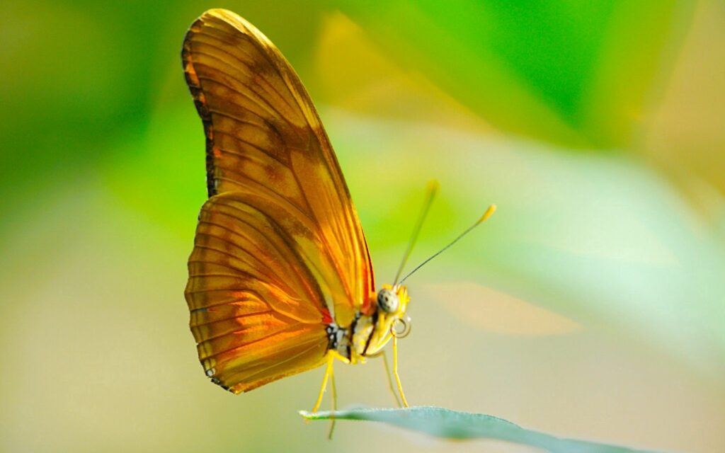 Close-Up Butterfly on Leaf: Sunlit Wings in Soft Green Wallpaper