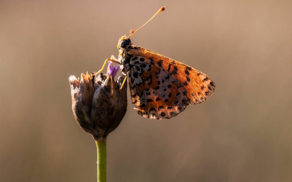 Intricate Butterfly Close-Up on Dried Flower - Natural Wallpaper