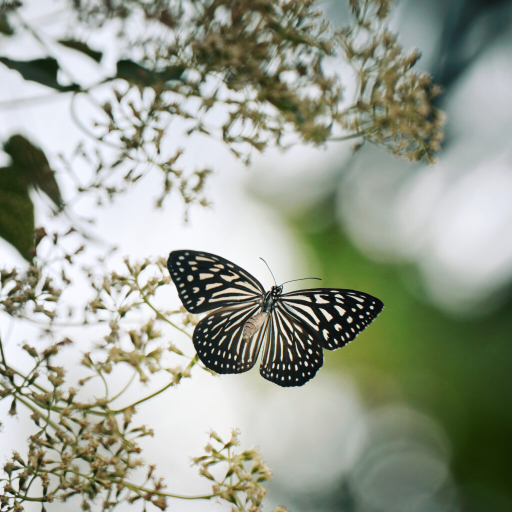 Intricate Butterfly Close-Up: Stunning Nature Wallpaper Background