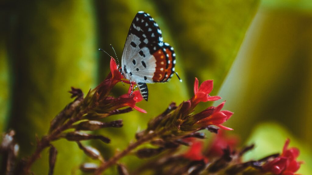 “Vibrant Butterfly on Red Flowers - Intricate Wing Patterns Wallpaper”