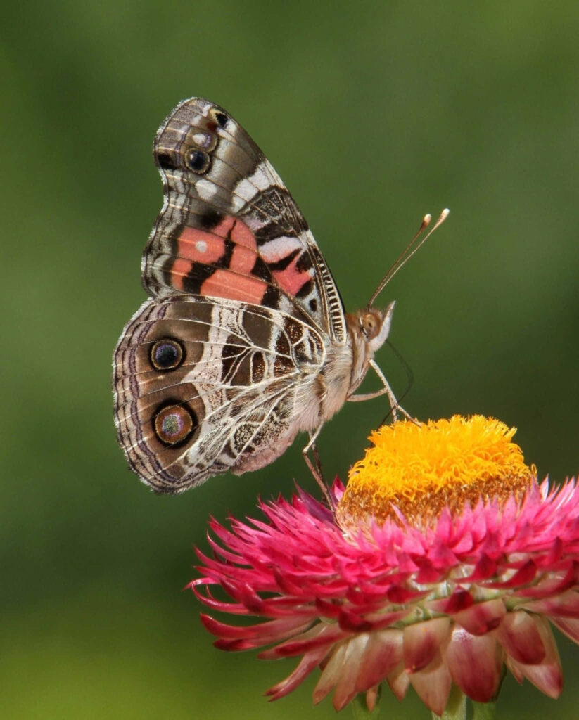 “Vivid Wallpaper: Butterfly on Pink and Yellow Flower with Intricate Wings”