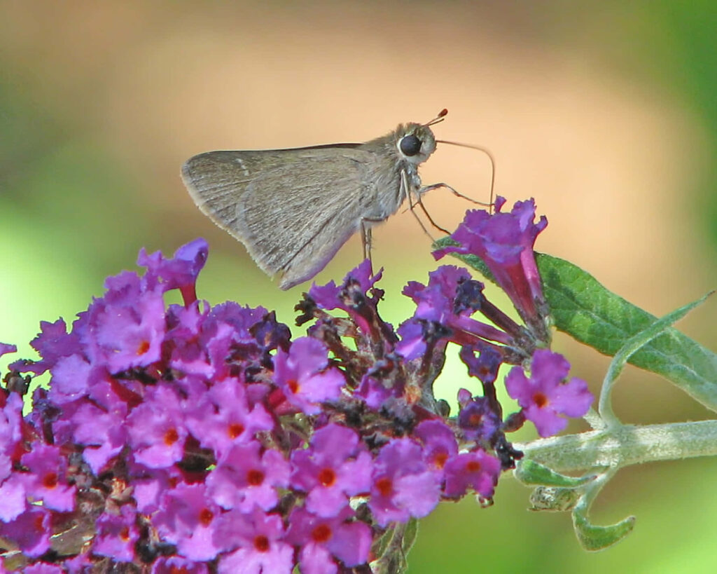 Vibrant Purple Butterfly Bush: Close-Up Butterfly Wallpaper Background