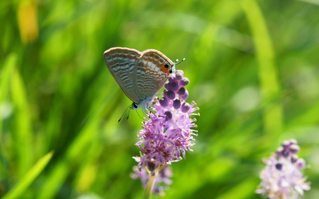 Graceful Butterfly on Vibrant Purple Flower – Serene Wallpaper Background