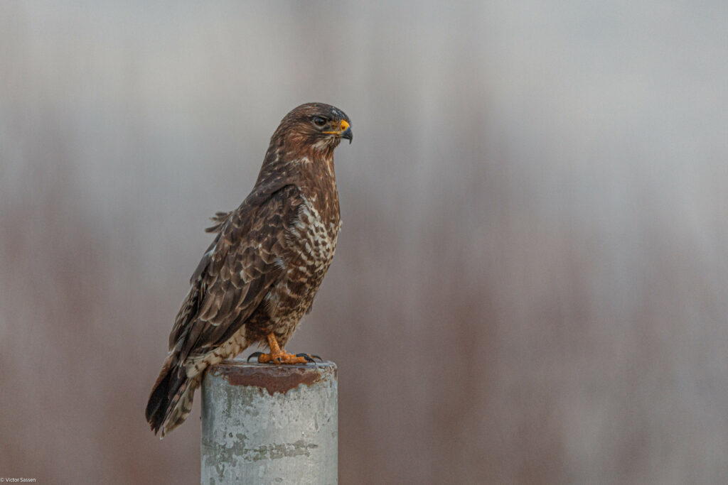 Buzzard on Weathered Piling: Serene Background Wallpaper