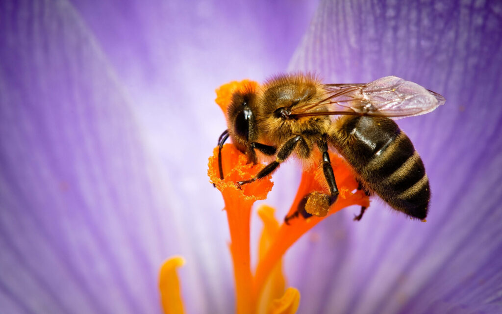Purple Blooming Delight: Bee's Pollination Symphony Captured in Stunning Wallpaper