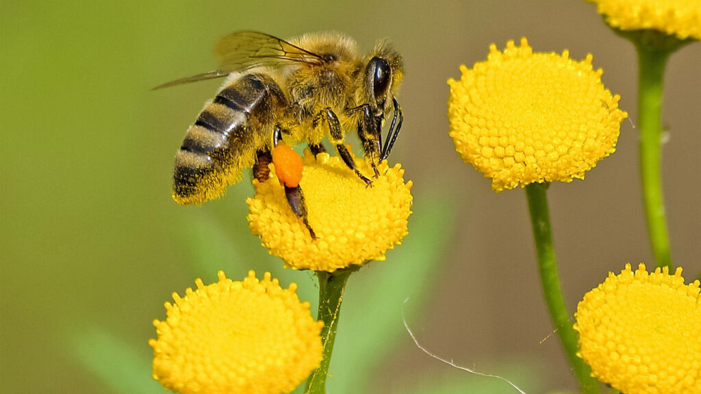 Nectar Paradise: Bee's Delight Amidst Vibrant Chrysanthemums Wallpaper