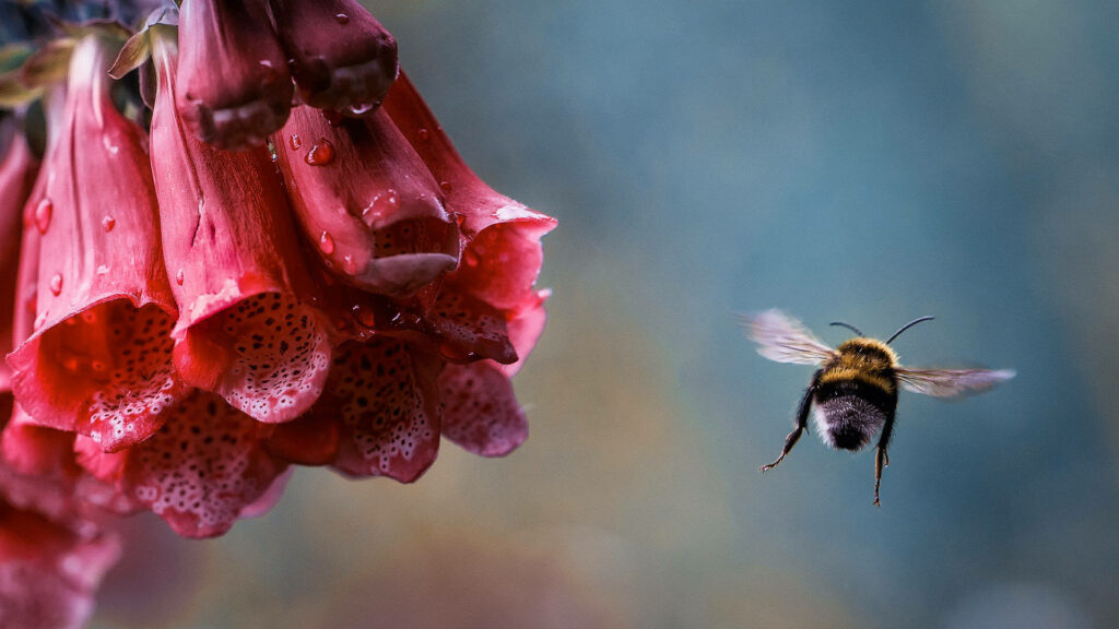 Nature's Delicate Harmony: Captivating Bee Dance amid Vibrant Digitalis Blossoms Wallpaper
