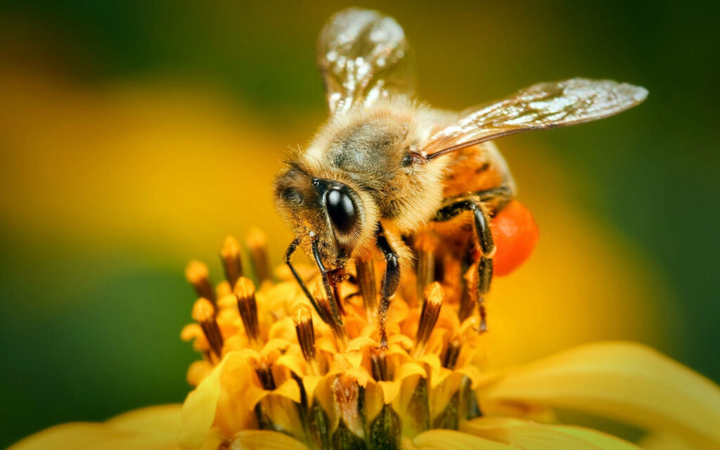 Bustling Bee Gathering Vibrant Pollen: Nature's Floral Symphony Wallpaper