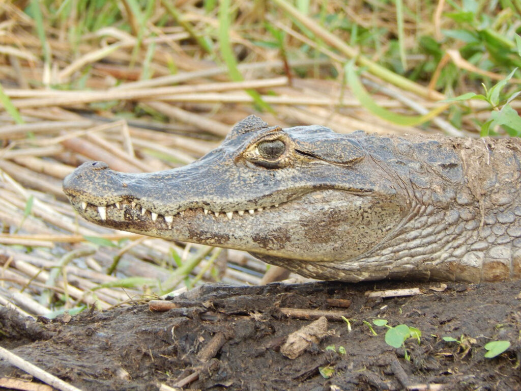 Caiman Walking in Grassy Field: Reptile's Natural Habitat Wallpaper